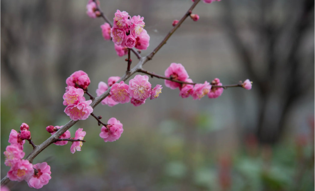 梅花