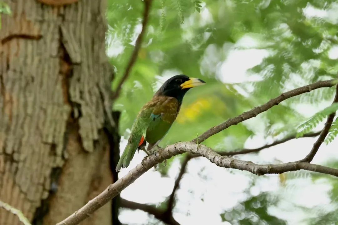大擬啄木鳥