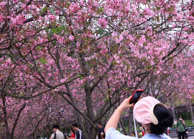 春和景明，來黃埔吧！看櫻花盛放、禾雀飛舞