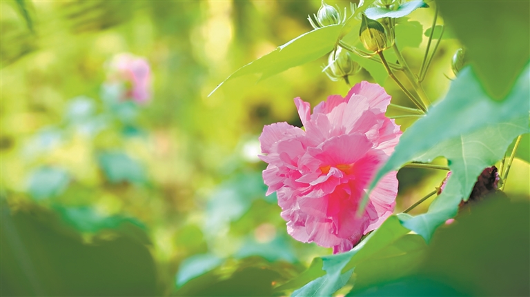 木芙蓉花“一日三變”，美！