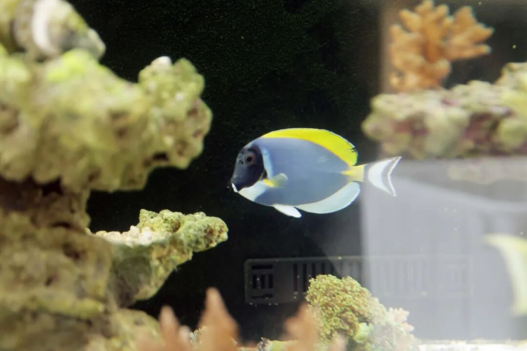 超4500萬尾觀賞魚從南沙游向世界