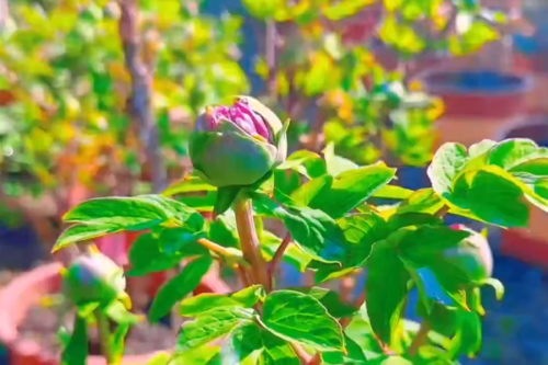 春節到華南國家植物園賞牡丹啦