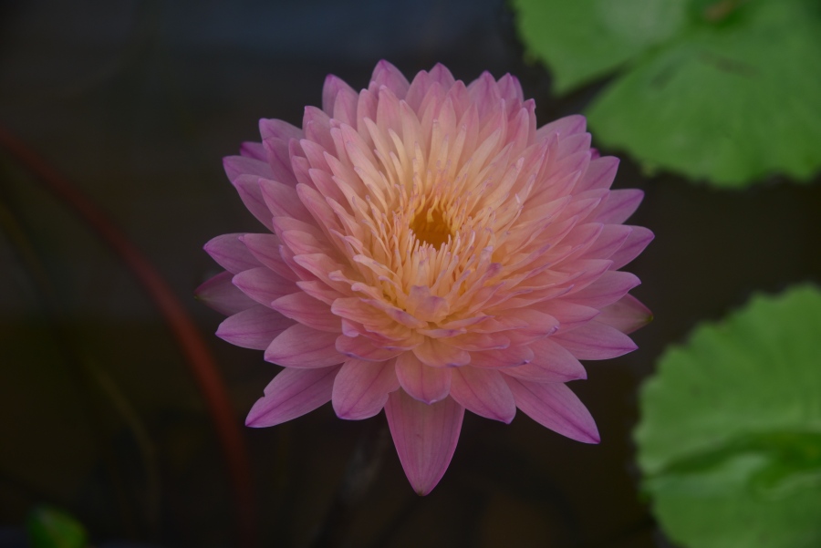 新品種熱帶睡蓮亮相華南植物園